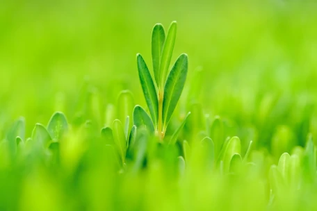 Image représentant en gros plan la jeune pousse d'une plante qui dépasse des autres pousses.